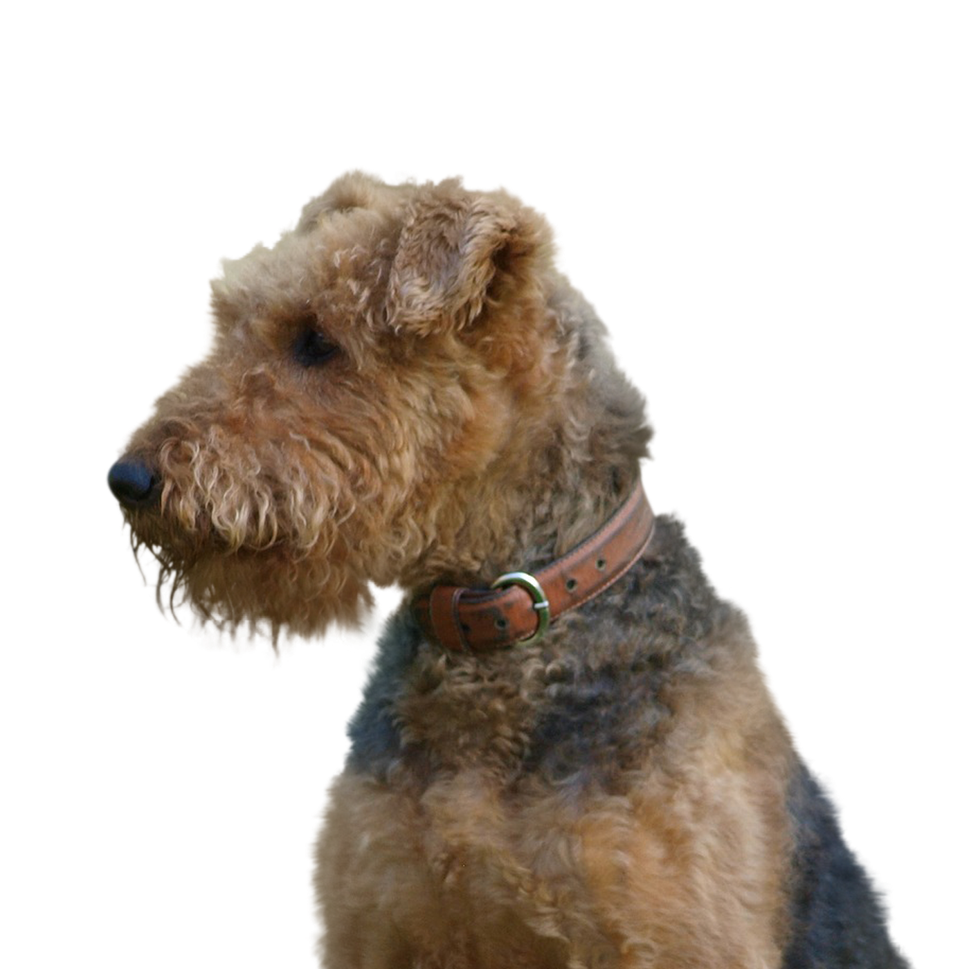 Welsh Terrier Rassebeschreibung, Haltung, Pflege & Co. dogondo.de